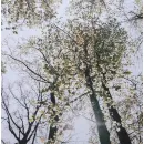 Daniil Trifonov, Bach* – Bach: The Art Of Life